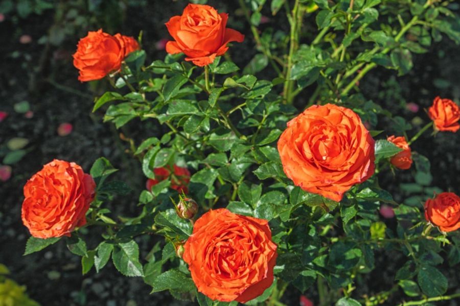 Jakie sadzonki róż warto wsadzić w ogrodzie?